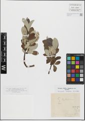 Foto von Salix helvetica Vill.